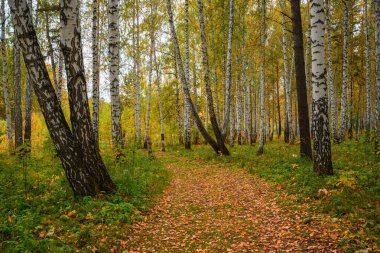 Bir huş ağacında sonbahar. Yol uçuşan sarı yapraklarla kaplı, açık bir gün.