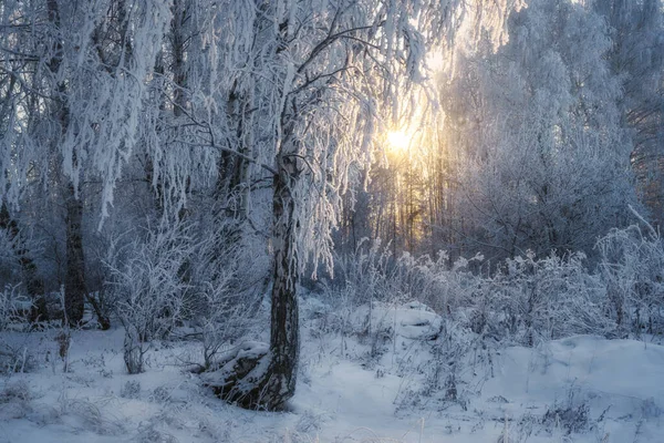 Bäume Und Gras Waren Durch Den Strengen Frost Mit Morgenfrost — Stockfoto