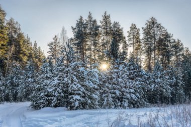 Karda kış ormanı, ladin ve çam ağaçları beyaz pofuduk karla örtülüdür. Yükselen güneş dalların arasından parlıyor.