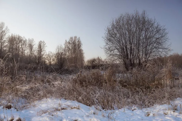 Landschaft Mit Schneebedeckten Bäumen Und Hohem Gras Sonniger Morgen Himmel — Stockfoto