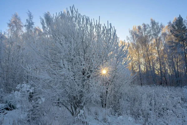 白雪覆盖的树 升起的太阳光穿过被白霜覆盖的树枝 由于严重的霜冻 地面上飘下了轻雾 多霜的日子 — 图库照片