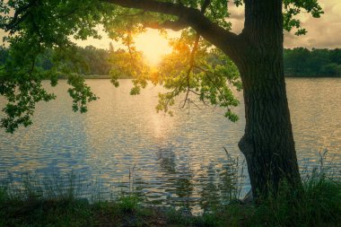 Parkta sonbahar. Gölün üzerinde eğilmiş bir meşe ağacı. Güneş gün batımına karışır, suya yansıyarak. Akşamki parlak fotoğraf.