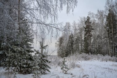 Kışın orman. Çam ağaçları, huş ağaçları ve çimenler kar beyazı gibi giyinmiş. Bulutlu bir kış günü, bulutlu bir gökyüzü. gri, mavi, beyaz