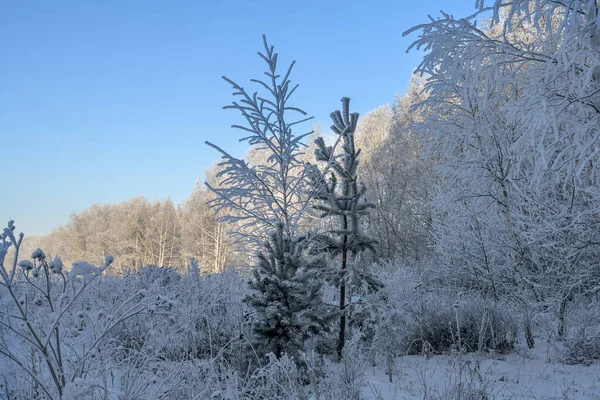 Bäume Schnee Kiefern Und Birken Weißem Flauschigem Raureif Schneebedeckte Bäume — Stockfoto