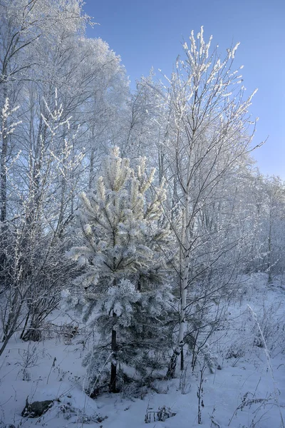 Schneebedeckte Bäume Kiefern Birken Und Gras Schneeweißen Outfit Fiel Viel — Stockfoto