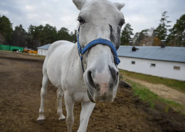 Cavallo Bianco Una Fattoria Ritratto Cavallo Primo Piano Cavallo Bianco — Foto Stock