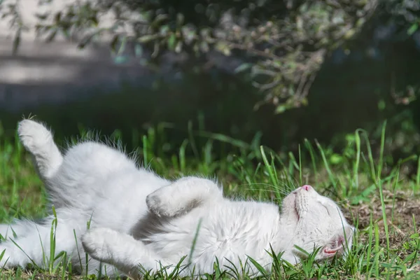 Gato Branco Está Descansando Gato Fofo Está Deitado Costas Grama — Fotografia de Stock