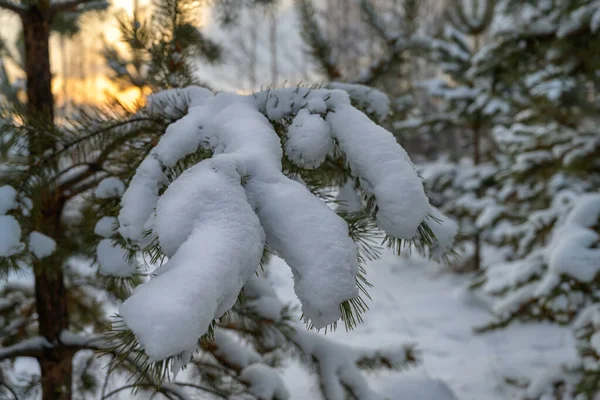 Χιονισμένο Πεύκο Κοντινό Πλάνο Λευκό Αφράτο Χιόνι Ένα Ογκώδες Καπάκι — Φωτογραφία Αρχείου