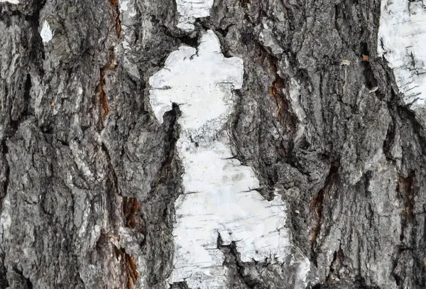 Birch Kabuğu Ağacın Kabuğunun Dokusu Beyaz Kahverengi Kıvrımlıdır Yakın Plan — Stok fotoğraf