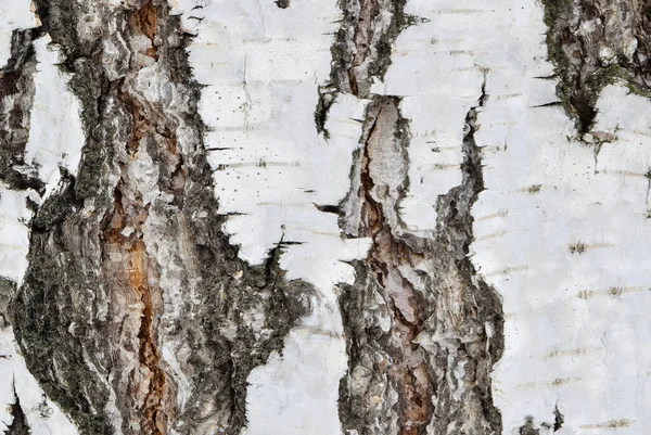 バーチ バーク 木の樹皮の質感は白褐色の段ボールです — ストック写真