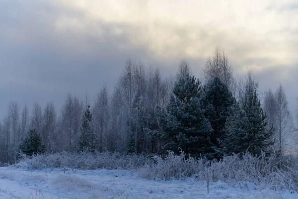 Frostiger Morgen Wald Leichter Morgennebel Bäume Mit Weißem Flauschigem Frost — Stockfoto