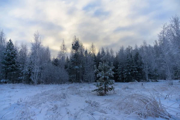 Winterabend Wald Zweige Hoher Birken Und Tannen Sind Mit Frost — Stockfoto