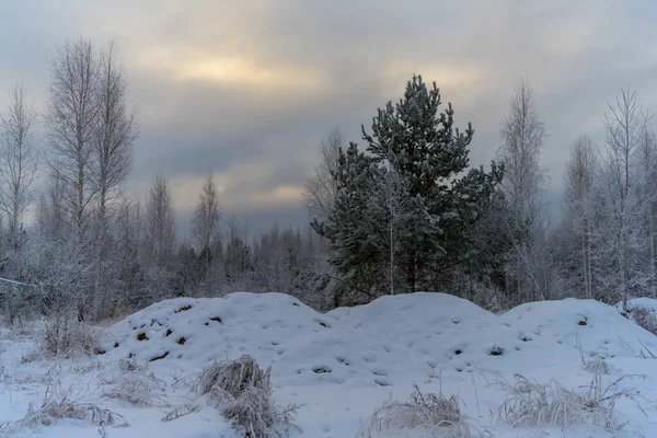 Winterabend Wald Zweige Hoher Birken Und Tannen Sind Mit Frost — Stockfoto