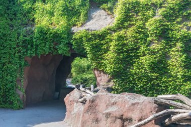 Yeşil sarmaşıklarla çevrili taştan bir köprü. Yakın plan. Doğal malzeme. Doğal taş dekoru. Prag (Çek Cumhuriyeti) parklarında yürüyüş)