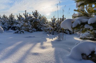 Karlı orman. Beyaz süslemeli zarif çam ağaçları. açık ve soğuk bir günde mavi gökyüzü.