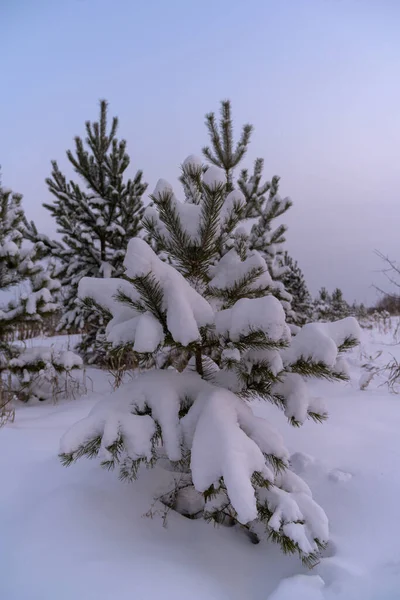 冬の森 前景には同じ木に囲まれた雪に覆われた若い松があります 緩やかなきれいな雪青空 森の中の霜の晴れた日 ハイキング — ストック写真