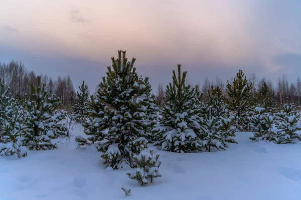Abend Winterwald Liegt Viel Reiner Weißer Schnee Auf Den Ästen — Stockfoto