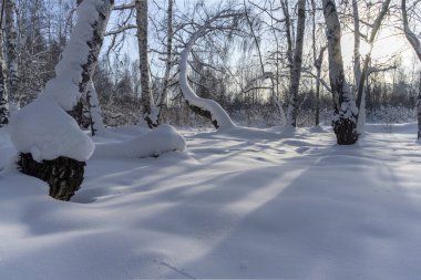 Karla kaplı ağaçlar. Kış ormanlarında huş ağaçları kış günlerinde gün ışığıyla aydınlanır. bembeyaz kar üzerinde berrak gölgeler