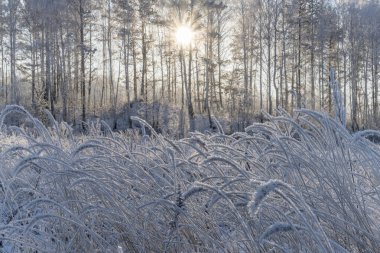 Kış ormanında karla kaplı ağaçlar ve çimenler. Yakın plan. Soğuk bir kış sabahı, gün doğumunda, uzun otlardan buz kaplı kulaklar. Parlak ayazın yapısı görülebilir. Kış doğası ayrıntılarıyla