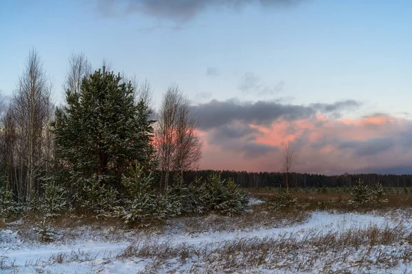 Sonnenuntergang Wald Blauen Himmel Ist Die Wolkenverhangene Front Dunklen Rosatönen — Stockfoto