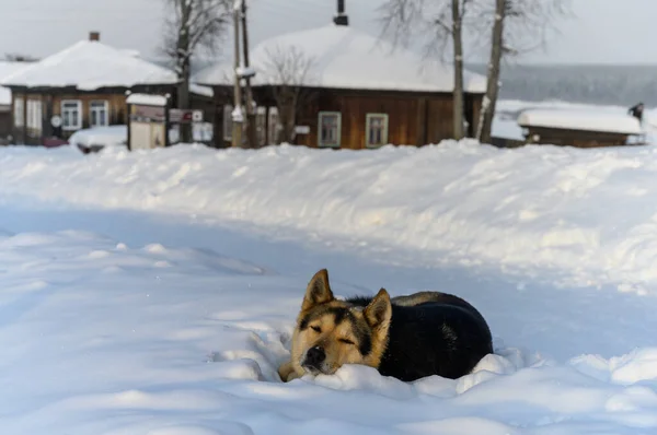 dog in the snow. the dog was guarding its house, tired and resting in a snowdrift. close-up. a yellow-brown dog follows the photographer through a slit in his eyes. winter sunny day