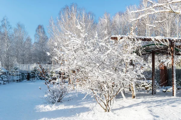 winter garden after snowfall with snow-covered cherry tree and loose white snow. In the distance, a snow-covered forest. winter sunny day with blue sky. Ural, Russia. the beauty of nature around us