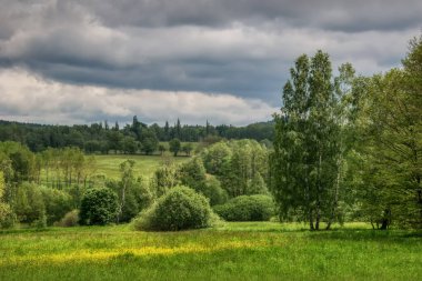 Yeşilin çeşitli tonlarında yaprak döken bitkilerle yaz manzarası sarı çiçekli çayır ve güzel desenli mavi-gri gökyüzü. Yürüyüş ve temiz orman havası sağlık için iyidir..
