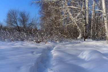 Mavi gökyüzü ve beyaz gövdeli huş ağaçları olan kış ormanı. Yerde derin beyaz bir kar tabakası uzanıyor. İyi ayaklı bir yolu var. Güneşli bir gün. Kış ormanında yürüyüş.