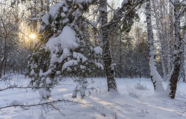 Winterwald Nach Schneefall Mit Schneebedeckten Bäumen Ein Schneebedeckter Kiefernzweig Sank — Stockfoto