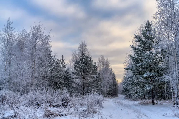 Winterlandschaft Mit Schneebedeckten Bäumen Einer Straße Und Einem Blauen Himmel — Stockfoto