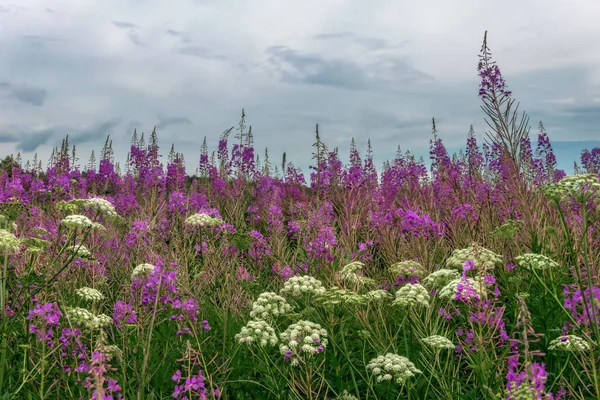 夏日野花丛生的草地 伊万茶的高箭在蓝天和云彩的衬托下 与一筐白色的野草很相配 香草的香味 — 图库照片