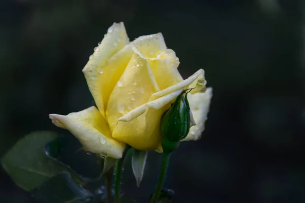 Rosa Amarela Com Gotas Água Fundo Escuro Close Aumentou Depois — Fotografia de Stock