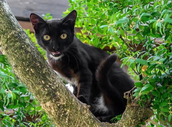 黑白相间的小猫在树上 猫看了看摄影师 叹了口气 要求把它从树上取出来 — 图库照片