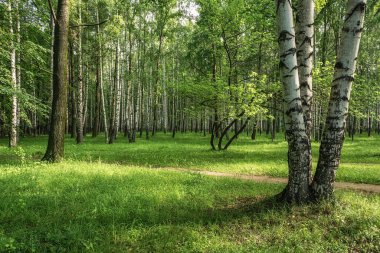 İlkbaharda Birch korusu. Beyaz kabuklu huş ağaçları çiftler halinde ve birer birer yeşil kabarık çimenlerde yetişir. Ormanda güneşli bir bahar gününde manzara sahnesi. Ormanda yürüyüş.