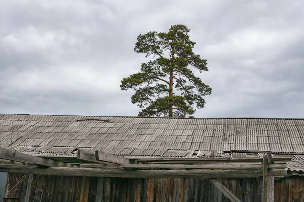 Telhado Uma Antiga Casa Madeira Dilapidada Com Pinheiro Alto Contra — Fotografia de Stock