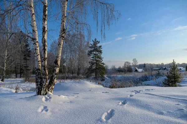 Winter Landscape Birches Pines Wooden Houses Edge Village High Drifts — Stock Photo, Image