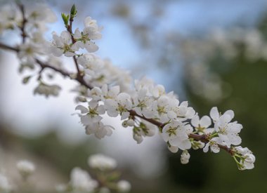 Baharda, mavi gökyüzü ve yeşilliğin bulanık arka planında açan yabani elma dalı. Yakın plan. Birçok beyaz çiçek güneşli bir bahar gününde güzel görünür ve herkesi neşelendirir. Doğa canlanır. 