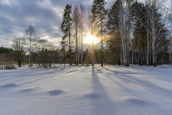 Winter Landscape Birches Snowy Field Sun Making Its Way Branches — Stock Photo, Image