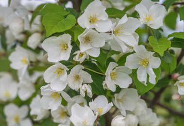 Güneşli bir bahar gününde, yakın planda vahşi bir elma ağacının çiçekleri. Bir sürü güzel beyaz çiçek dalında sarı puding ve yumuşak yeşil bahar yaprakları. Orman çiçeklerinin kokusu 