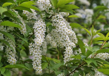 Çiçek açan orman kuşu kirazının dalları, yakın plan. Parlak yeşil yeşilliğin arka planına karşı sarı merkezli birçok beyaz kızılötesi. Urallar 'da güneşli bir bahar günü) 