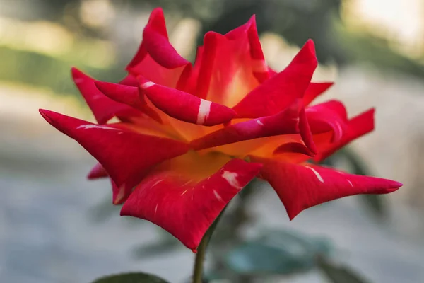 Rosa Roja Amarilla Con Pétalos Rizados Sobre Fondo Soleado Primer —  Fotos de Stock