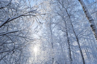 Güneşli bir kış gününde, yoğun kar yağışından sonra huş ağacı ormanı. Güneş ışınları ağaçların dallarına doğru ilerler. Taze karla kaplı ağaçlar ve zemin, aydınlık ve taze 