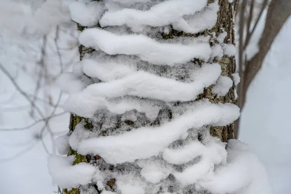 Ανακούφιση Χιόνι Σημύδα Μορφή Πολλών Ζωνών Γύρω Από Τον Κορμό — Φωτογραφία Αρχείου