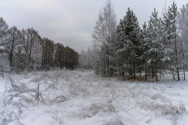 Trübe Waldlandschaft Einem Bewölkten Wintertag Mit Einer Schneedecke Auf Dem — Stockfoto