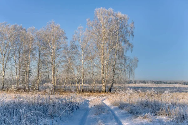 Morning Winter Scene Road Forest Tall Trees Grass Fluffy Hoarfrost — Stock Photo, Image