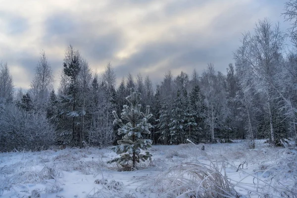 Trübe Waldlandschaft Einem Bewölkten Wintertag Mit Einer Schneedecke Auf Dem — Stockfoto