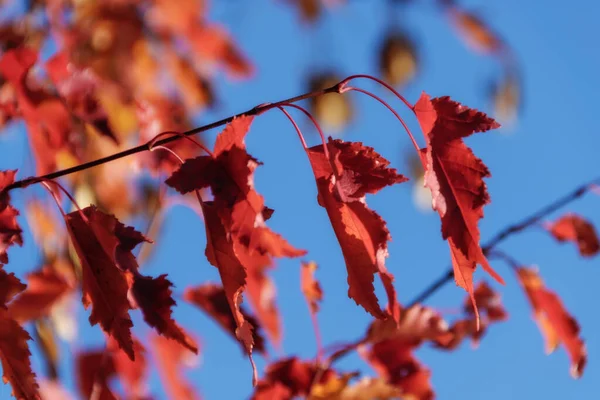 Red autumn maple leaves on a background of blue sky on a sunny day. Close-up. Art photo with selective focus to create depth. Bright photo, natural forest backgrounds