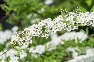 Bahar çiçekleri narin beyaz çiçekler bir bahar günü dalda. Taze, parlak yeşiller. yakın plan 