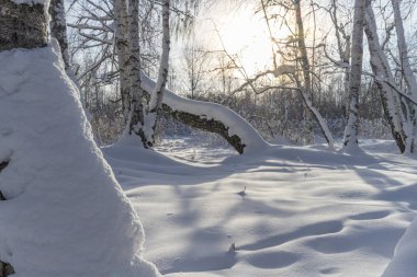 Kışın kardan sonra orman. Güneşin doğduğu, karla kaplı huş ağaçlarının olduğu bir sahne, güneşin ışınlarını yansıtan, yumuşak, dokunulmamış kar örtüsü. Doğada güzellik ve uyum 