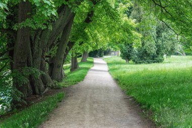 Dallarının altında asırlık ağaçların gölgelendiği bir yaz parkında. Güneş, ağaç taçlarını aydınlatır. Yaprakların tipik ilkbahar ve yaz başları gibi taze bir rengi vardır.. 